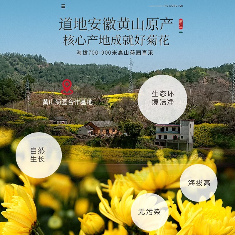 福东海金丝皇菊黄菊胎贡菊花茶去火非特级决明子金银花草茶大菊花