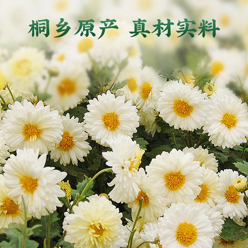 狮峰牌花草茶桐乡杭白菊花茶叶搭胎菊枸杞特级